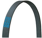 5080905 Dayco Serpentine Belt