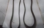 Lot Of Dayco R3VX450-3 Banded Power Wedge Belt 1.125" 45" Long. Fixed Price $39.99.